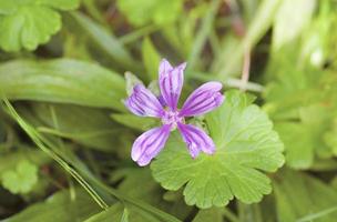 Common mallow herb