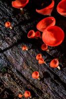 Orange Fungi Cup Mushroom photo
