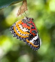 Leopard lacewing butterfly come out from pupa photo