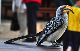 Southern Yellowbilled Hornbill photo