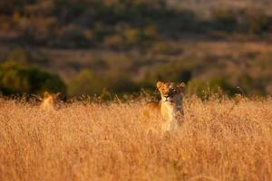Lionesses stalking through the long grass photo