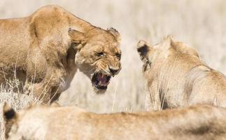 león salvaje enojado en áfrica foto