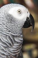 Face of gray bird