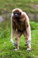 White Cheeked Gibbon photo