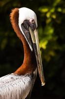Portrait of Brown Pelican photo
