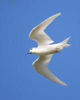 White Tern photo