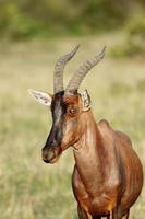 Closure look at a beautful Topi antelope
