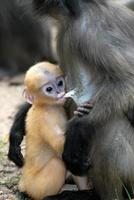 madre mono y su bebé (presbytis obscura reid). foto