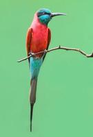 The Northern Carmine Bee-Eater.