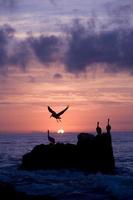 Pelicans At Sunrise photo