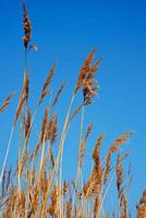 reeds of grass