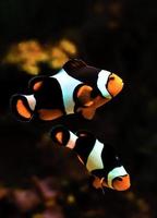 Bautiful Reef Fish