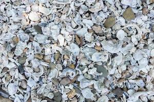 Seashells and pebbles at the seashore photo