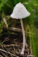 Close-up of white mushroom photo