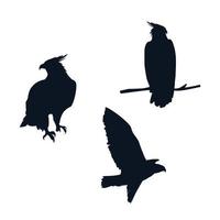 halcones, aves, siluetas, con, diferente, poses vector