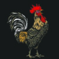 Colored Rooster Line Art vector