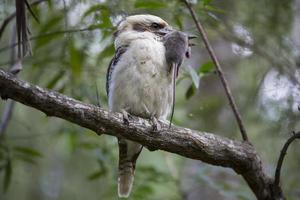 kookaburra with a dead mouse