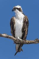 Perched Osprey photo