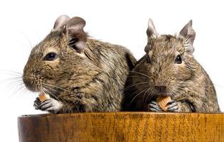 two degu rodents