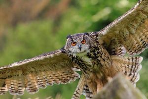 Eagle Owl coming in to land photo