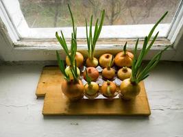 Green onions on the windowsill. photo