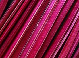 Photography of beetroot stems for food background photo