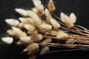 Bunch of dried bunny tail photo