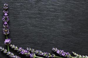 Sprigs of lavender photo