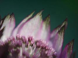 Purple spiked flower photo