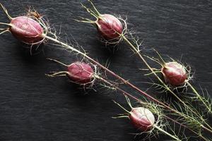 Damascus Nigella pods photo