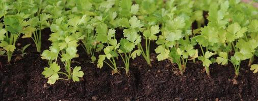 Photography of celery plants for agriculture illustrations photo