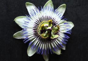 Blue passionflower close up photo