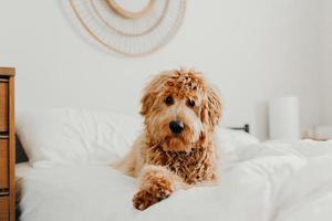 perro marrón acostado en la cama foto