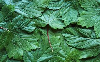 Green maple leaves photo