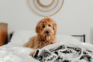 Perro marrón de pelo corto en la cama foto