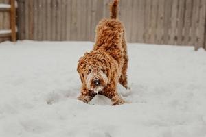 un perro garabato dorado jugando en la nieve