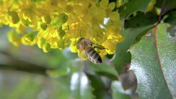 HD Slow-Mo: Bee Inspect a Yellow Blossom