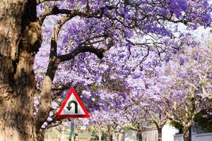 U-turn road sign against beautiful purple flowers of blossoming photo