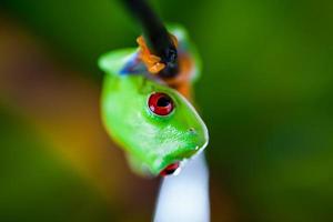 Saturated tropical concept with frog photo