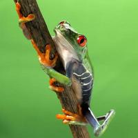 Red-eye frog Agalychnis callidryas photo