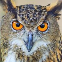 Eagle Owl photo