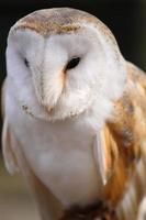 Barn Owl.