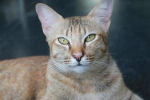 Orange tabby cat photo