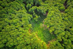 Aerial view of a green forest photo