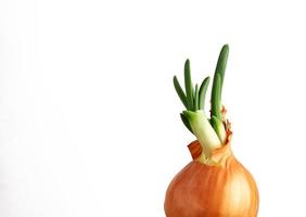 Yellow onion on white background photo