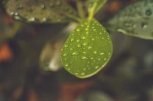 Plant with droplets photo