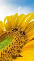 Bees on a sunflower photo