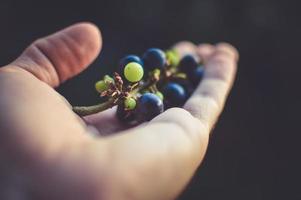 uvas en una mano foto