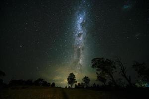 silueta de árboles bajo la noche estrellada foto