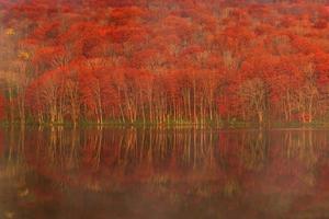 Red and green trees beside body of water photo